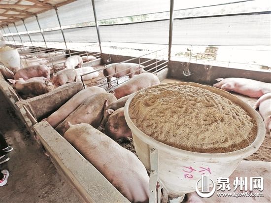 “干式無臭零排放健康養殖”利用木屑鋪地吸收豬的排泄物,既除臭又可節約大量水。