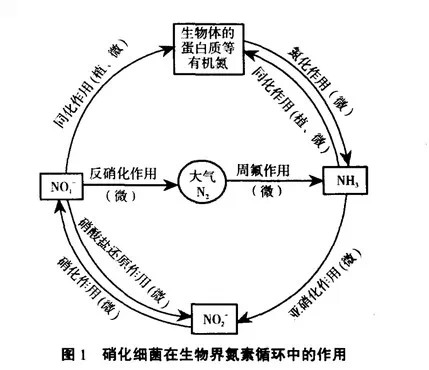益生菌在水產(chǎn)養(yǎng)殖中的應(yīng)用-硝化細菌.jpg