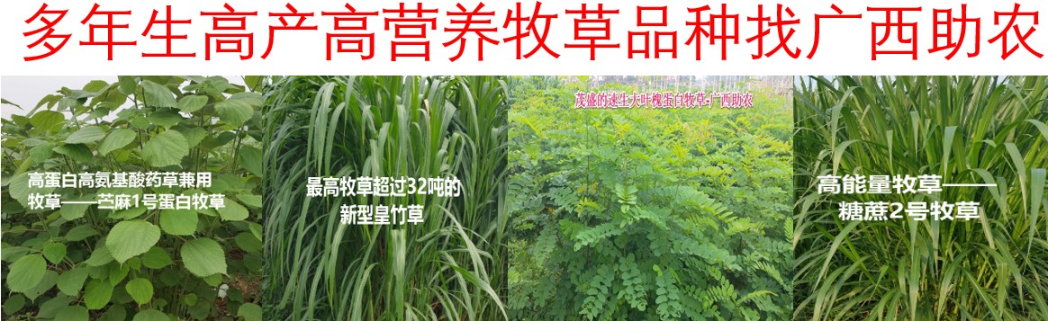 2024年多年生禾本科高產(chǎn)牧草品種推薦