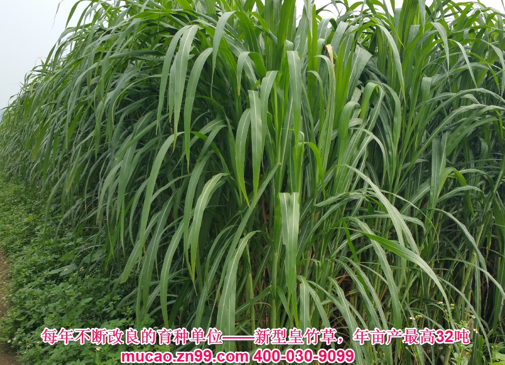 產(chǎn)量超高的牧草品種——新型皇竹草，熱研4號王草，產(chǎn)量超高的牧草品種，已經(jīng)暫停推廣