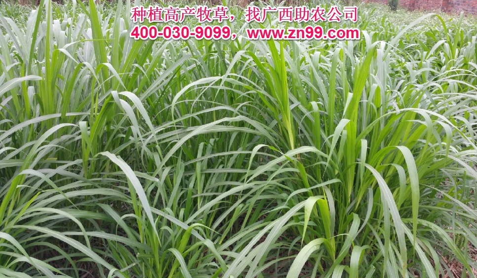 廣西助農(nóng)2025年優(yōu)質(zhì)高產(chǎn)牧草品種報價一覽表，種植高產(chǎn)牧草，有效降低養(yǎng)殖成本，提高肉質(zhì)提高效益！