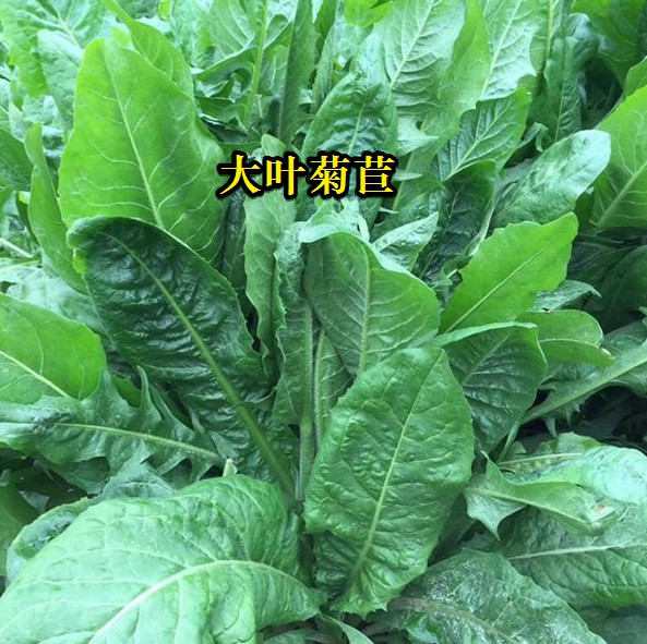 大葉菊苣----高蛋白質(zhì)含量，防畜禽拉稀、止瀉飼草
