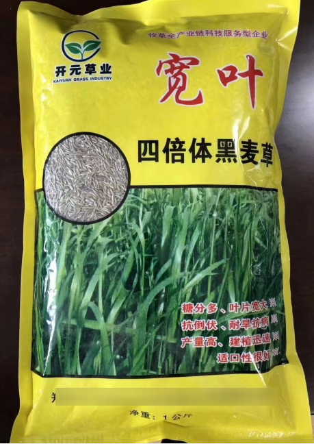 寬葉一年生四倍體黑麥草--耐低溫生長(zhǎng)，秋冬非常優(yōu)質(zhì)的牧草
