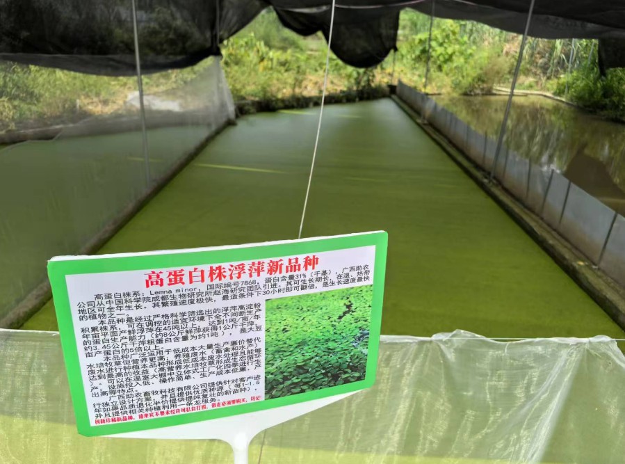 飼料型浮萍新品種：高蛋白株系：Lemna minor，國(guó)際編號(hào)7868，粗蛋白含量最高31%