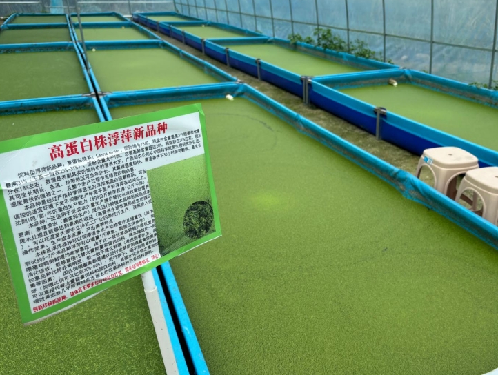 【營養(yǎng)大王·高效蛋白源】飼料型高蛋白浮萍——畝年產(chǎn)1噸天然高蛋白飼料，養(yǎng)殖降本增效利器！