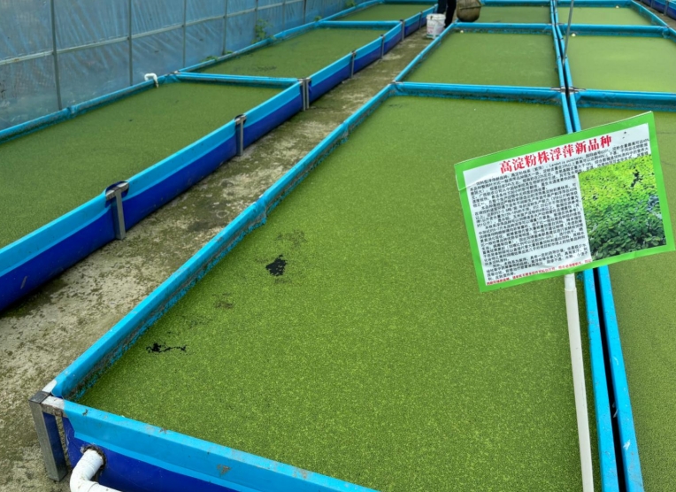 【營養(yǎng)大王·高效淀粉源】飼料型高淀粉浮萍——畝年產(chǎn)6倍淀粉，養(yǎng)殖降本增效利器！