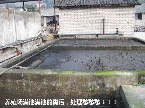 養(yǎng)殖場(chǎng)滿池糞污處理愁.jpg