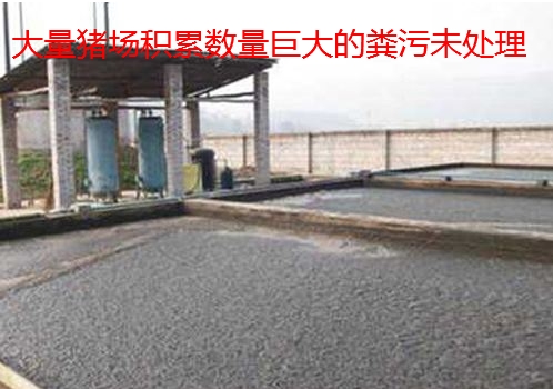 豬場(chǎng)積累糞污未處理.jpg