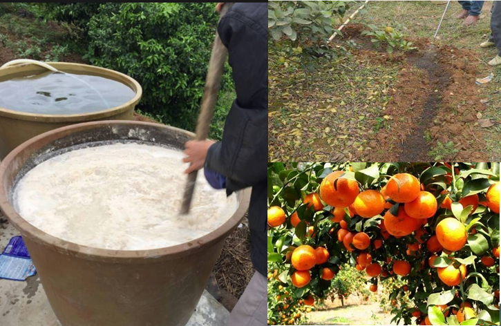 高級果蔬水肥快速發(fā)酵劑，水肥專業(yè)發(fā)酵劑，砂糖桔等高級水果專業(yè)快速肥料發(fā)酵劑
