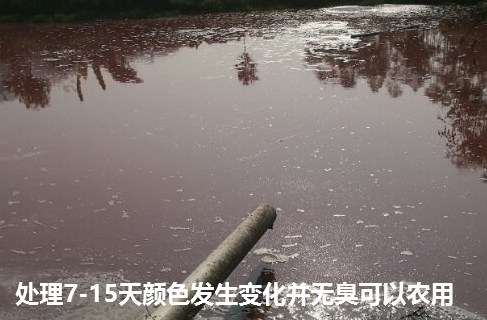 畜禽流體糞污快速發(fā)酵劑處理污水邊液態(tài)有機(jī)肥發(fā)生變化變成紅色.png