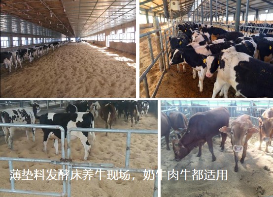 薄墊料發(fā)酵床養(yǎng)牛現場，奶牛肉牛都適用.jpg
