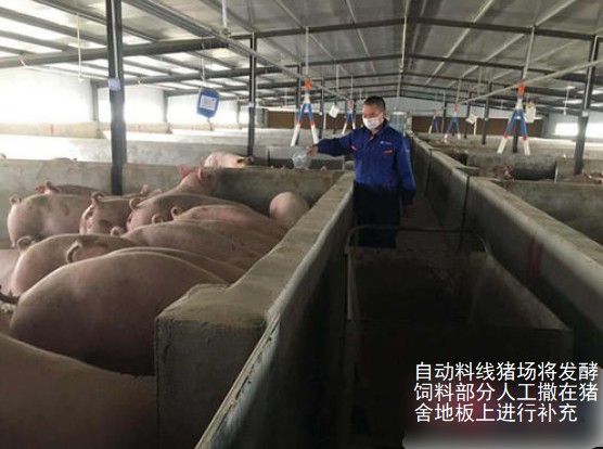 自動(dòng)料線豬場(chǎng)將發(fā)酵飼料部分人工撒在豬舍地板是哪個(gè)補(bǔ)充即可，每天2次.jpg