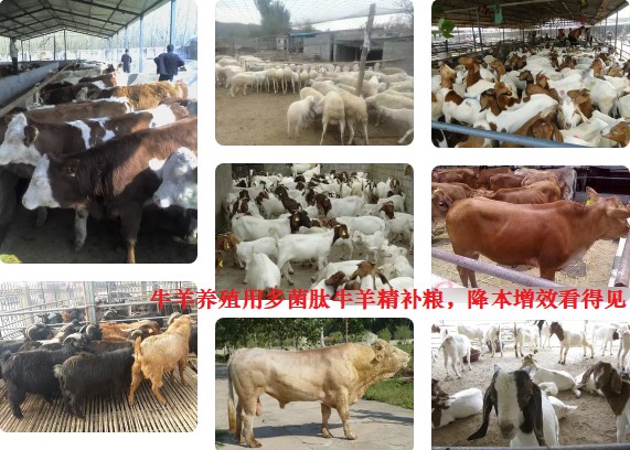 牛羊養(yǎng)殖用多菌肽牛羊精補(bǔ)糧，降本增效看得見.jpg