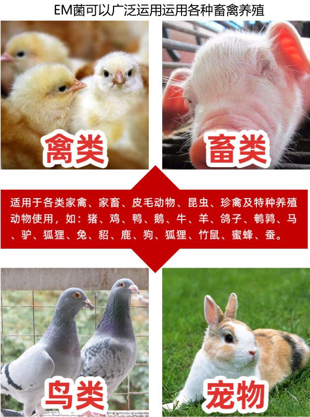 EM菌可以廣泛運用運用各種畜禽養(yǎng)殖.jpg