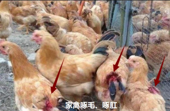 家禽啄毛、啄肛.jpg