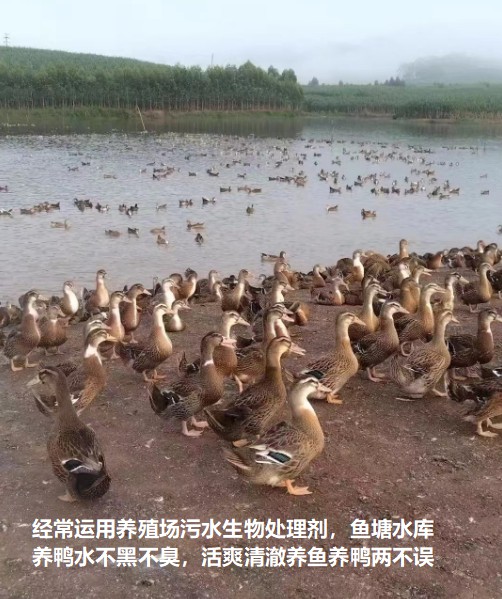經(jīng)常運(yùn)用養(yǎng)殖場(chǎng)污水生物處理劑，魚塘水庫養(yǎng)鴨水體不黑不臭1.jpg