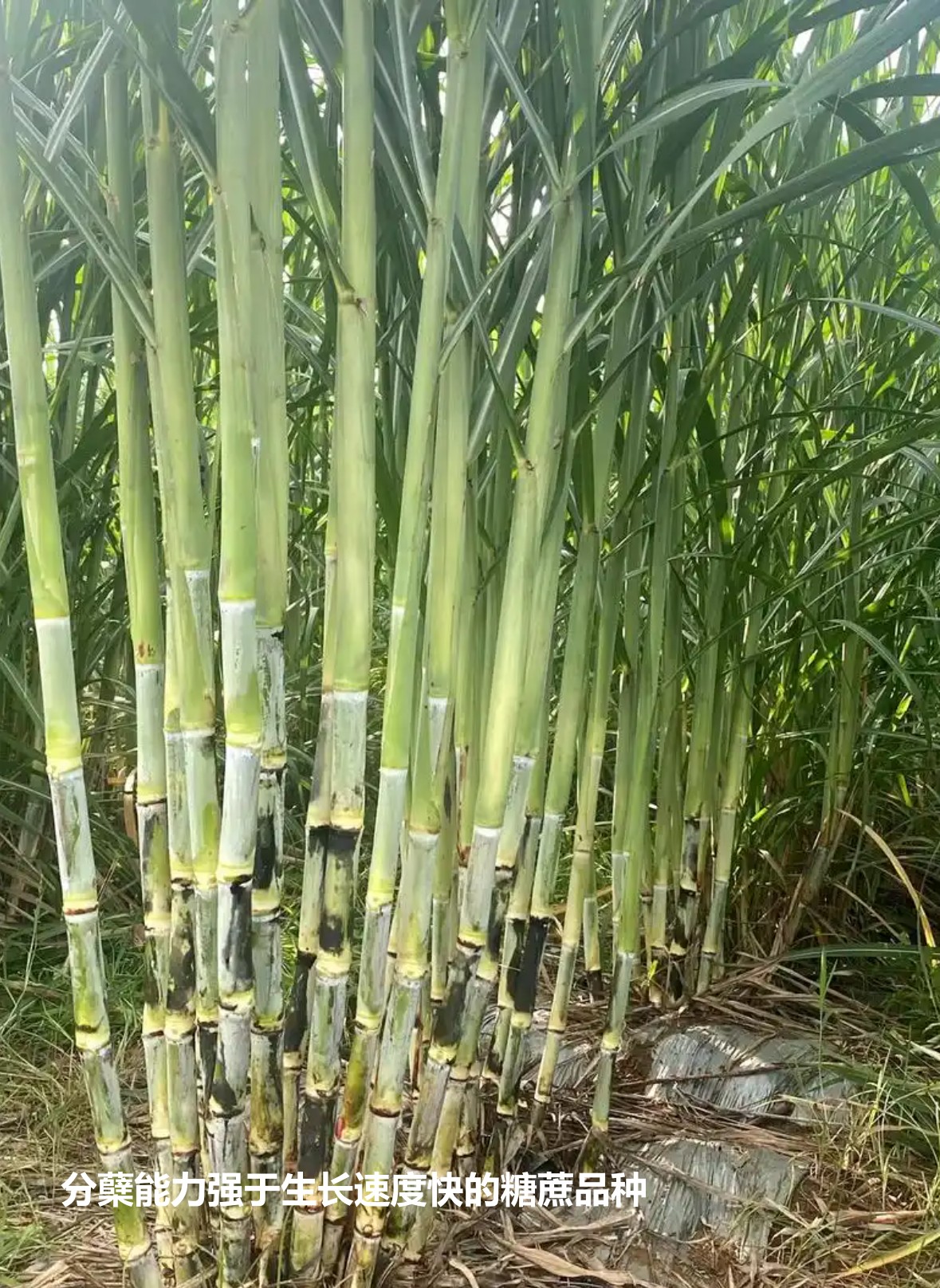 分蘗能力強(qiáng)于生長(zhǎng)速度快的糖蔗品種.jpg