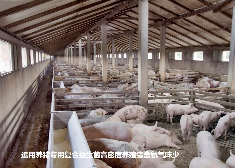 運用養(yǎng)豬專用復合益生菌高密度養(yǎng)殖豬舍氨氣味少.jpg
