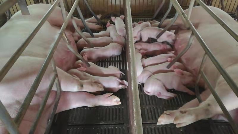 發酵牧草水線飼喂漂亮的母豬和仔豬.jpg